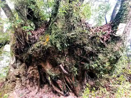 紫尾神社の自然