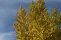 阿邪訶根神社の自然