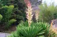 大六天麻王神社の自然