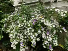 銀杏岡八幡神社の自然