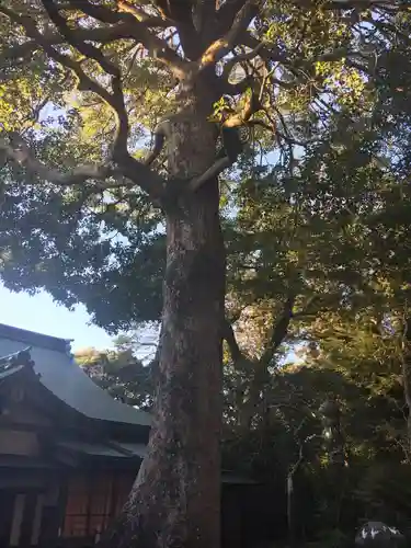 荏柄天神社の自然