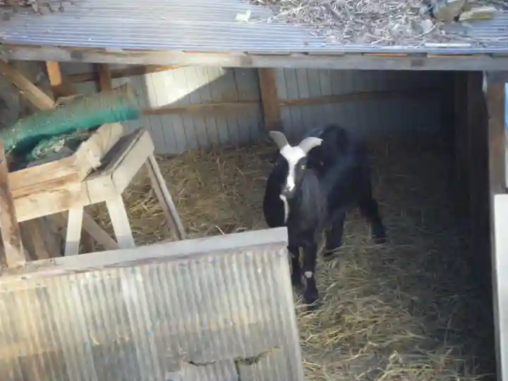 賀茂別雷神社の動物
