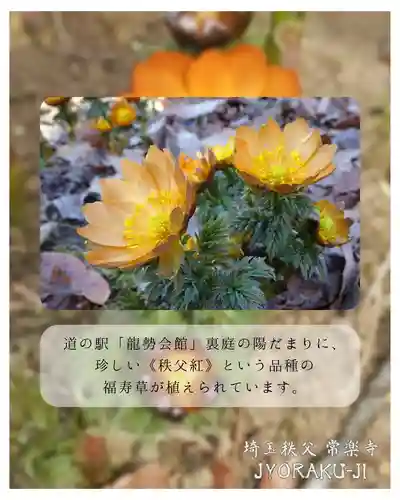 【公式】龍門院常楽寺（秩父札所十一番）(埼玉県)