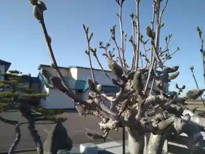 雨竜　専福寺(北海道)