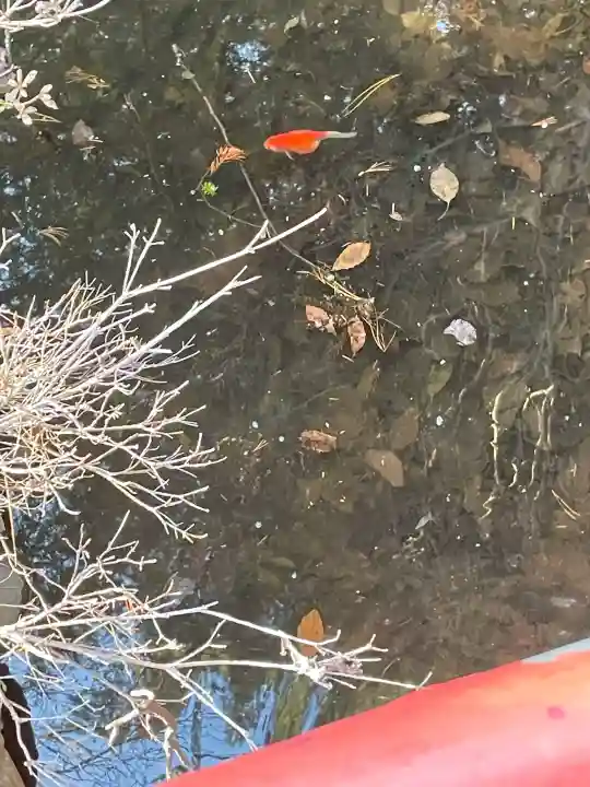 白石神社の{uncategorized: "未分類", other: "その他", undefined: "問題あり", building: "その他建物", grave: "お墓", sacred_gate: "鳥居", guardian: "狛犬", statue: "像", buddha: "仏像", history: "歴史", nature: "自然", garden: "庭園", animal: "動物", pagoda: "塔", temizu: "手水舎", mountain_gate: "山門・神門", sanctuary: "本殿・本堂", subordinate: "末社・摂社", art: "芸術", scenery: "景色", jizo: "地蔵", ema: "絵馬", goshuin: "御朱印", omikuji: "おみくじ", items: "授与品その他", amulet: "お守り", goshuincho: "御朱印帳", eats: "食事", festival: "お祭り", votive_dance: "神楽", shichigosan: "七五三参", wedding: "結婚式", experience: "体験その他", initially: "初詣", around: "周辺", anti_infection: "感染症対策"}