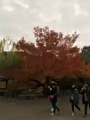 八坂神社(祇園さん)(京都府)