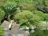 屋久島大社の動物