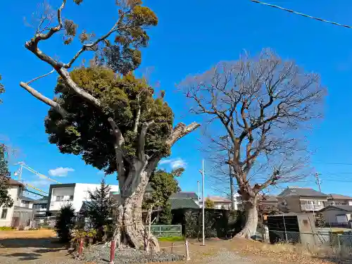 田中神社の自然