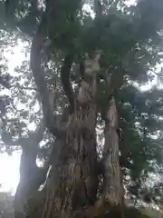 若狭彦姫神社の自然