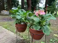 大宮温泉神社(栃木県)