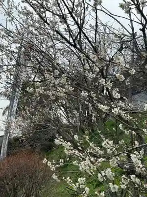 我が家の梅の木