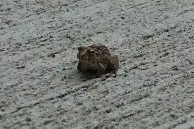 登彌神社の動物