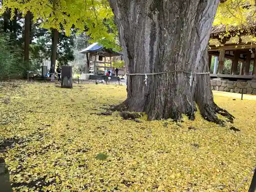 新宮熊野神社の自然