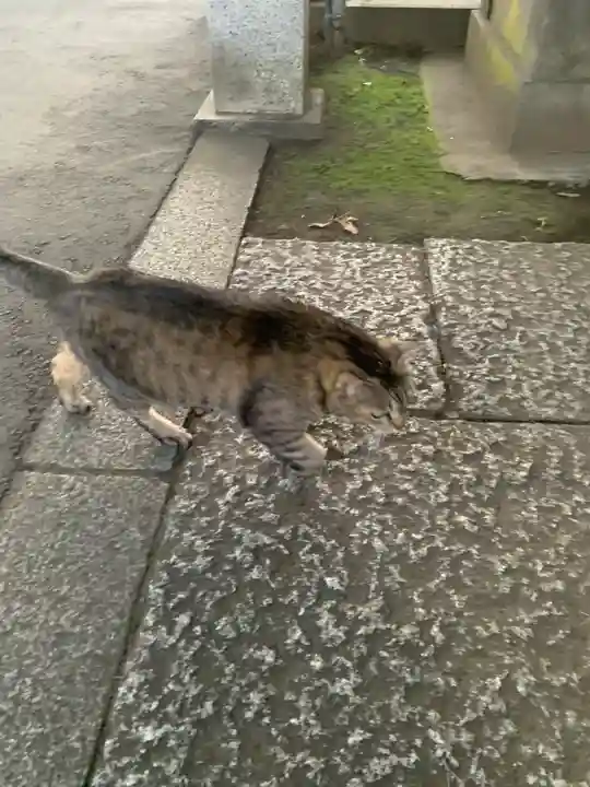 寛永寺(根本中堂)の動物