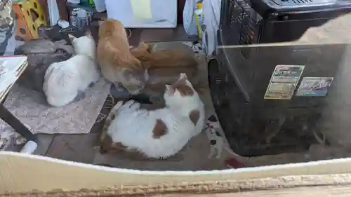 大江神社の動物