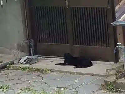 持光寺の動物
