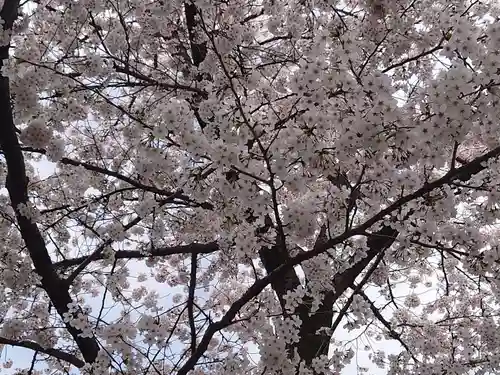 天沼熊野神社の自然