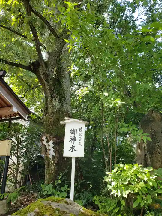 須天熊野神社の自然