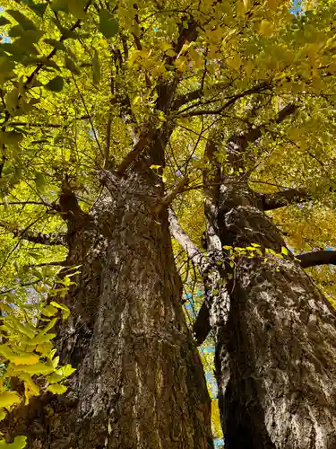 三栖神社(京都府)