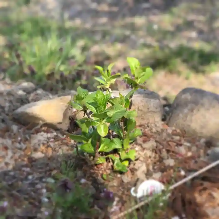 高司神社〜むすびの神の鎮まる社〜の自然