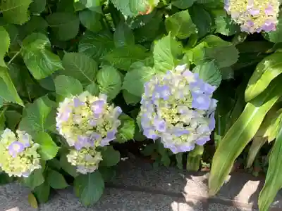 鳥越神社(東京都)