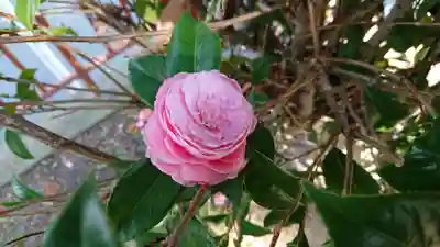 稲荷神社(村松原)の自然