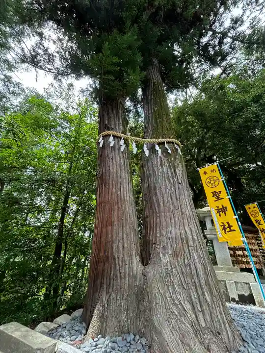 聖神社(埼玉県)