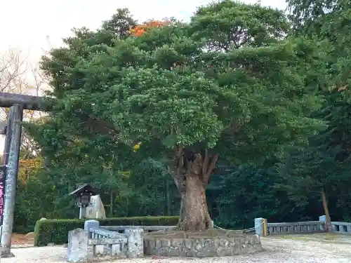 松江護國神社の自然