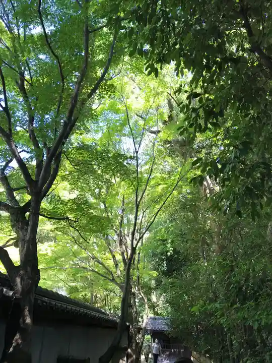 廬山寺(廬山天台講寺)の自然