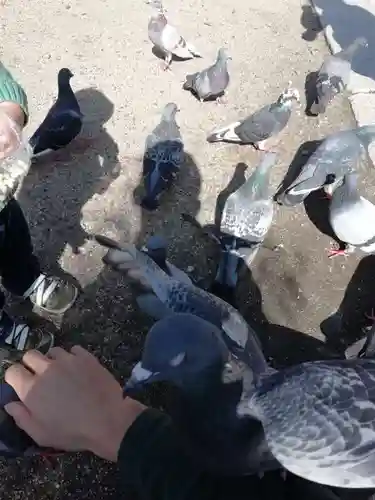 四柱神社の動物