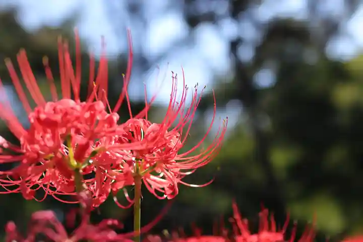 高幡不動尊 金剛寺の自然