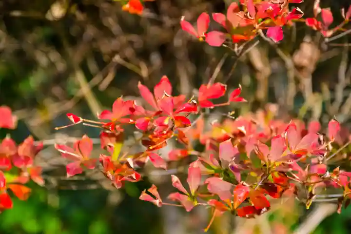 尻岸内八幡神社の自然