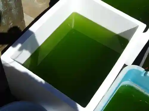 伊勢原 法泉寺の動物