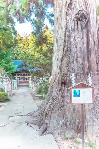 涼ケ岡八幡神社の自然