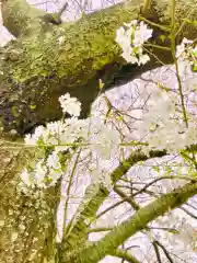 鹿嶋神社の自然