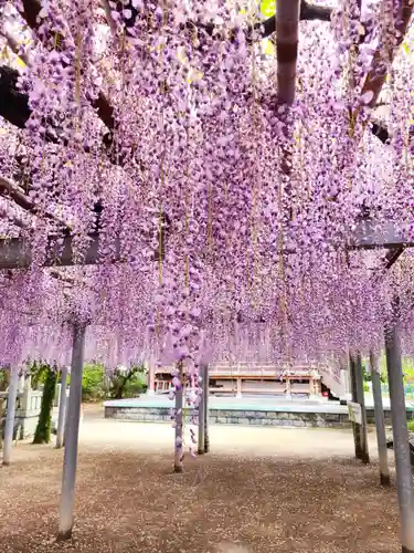天満神社の自然
