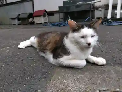 御誕生寺（猫寺）(福井県)