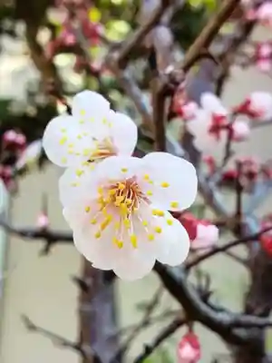 本郷氷川神社(東京都)