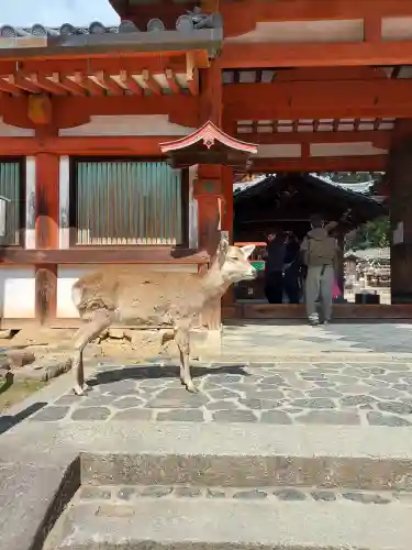 氷室神社の{uncategorized: "未分類", other: "その他", undefined: "問題あり", building: "その他建物", grave: "お墓", sacred_gate: "鳥居", guardian: "狛犬", statue: "像", buddha: "仏像", history: "歴史", nature: "自然", garden: "庭園", animal: "動物", pagoda: "塔", temizu: "手水舎", mountain_gate: "山門・神門", sanctuary: "本殿・本堂", subordinate: "末社・摂社", art: "芸術", scenery: "景色", jizo: "地蔵", ema: "絵馬", goshuin: "御朱印", omikuji: "おみくじ", items: "授与品その他", amulet: "お守り", goshuincho: "御朱印帳", eats: "食事", festival: "お祭り", votive_dance: "神楽", shichigosan: "七五三参", wedding: "結婚式", experience: "体験その他", initially: "初詣", around: "周辺", anti_infection: "感染症対策"}