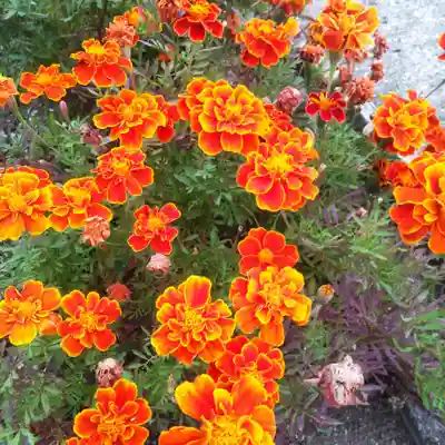 七重浜海津見神社(北海道)