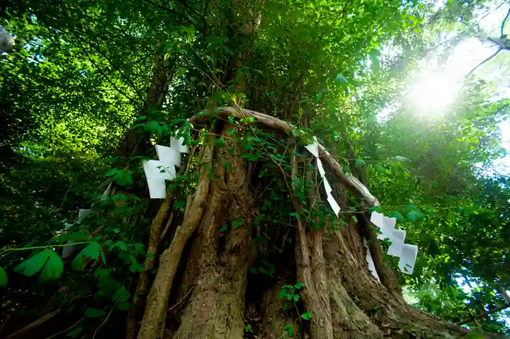 大國魂神社の自然