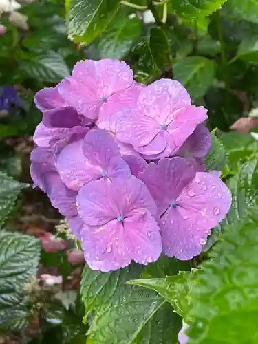 大宝八幡宮の自然