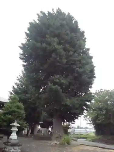 小動神社の自然