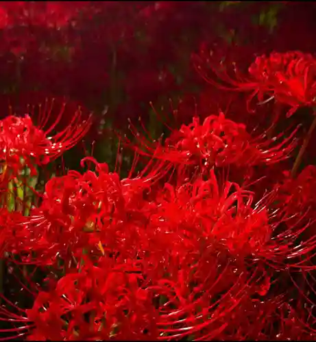 高麗神社(埼玉県)