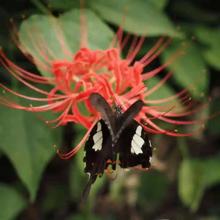 天王山 安楽寺(福井県)