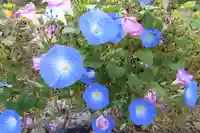 高司神社〜むすびの神の鎮まる社〜の庭園