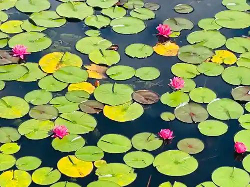 八幡神社(滋賀県)