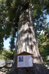 涼ケ岡八幡神社の自然