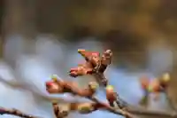 開成山大神宮の自然