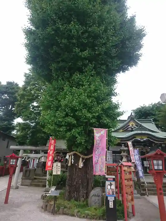 川越八幡宮の自然